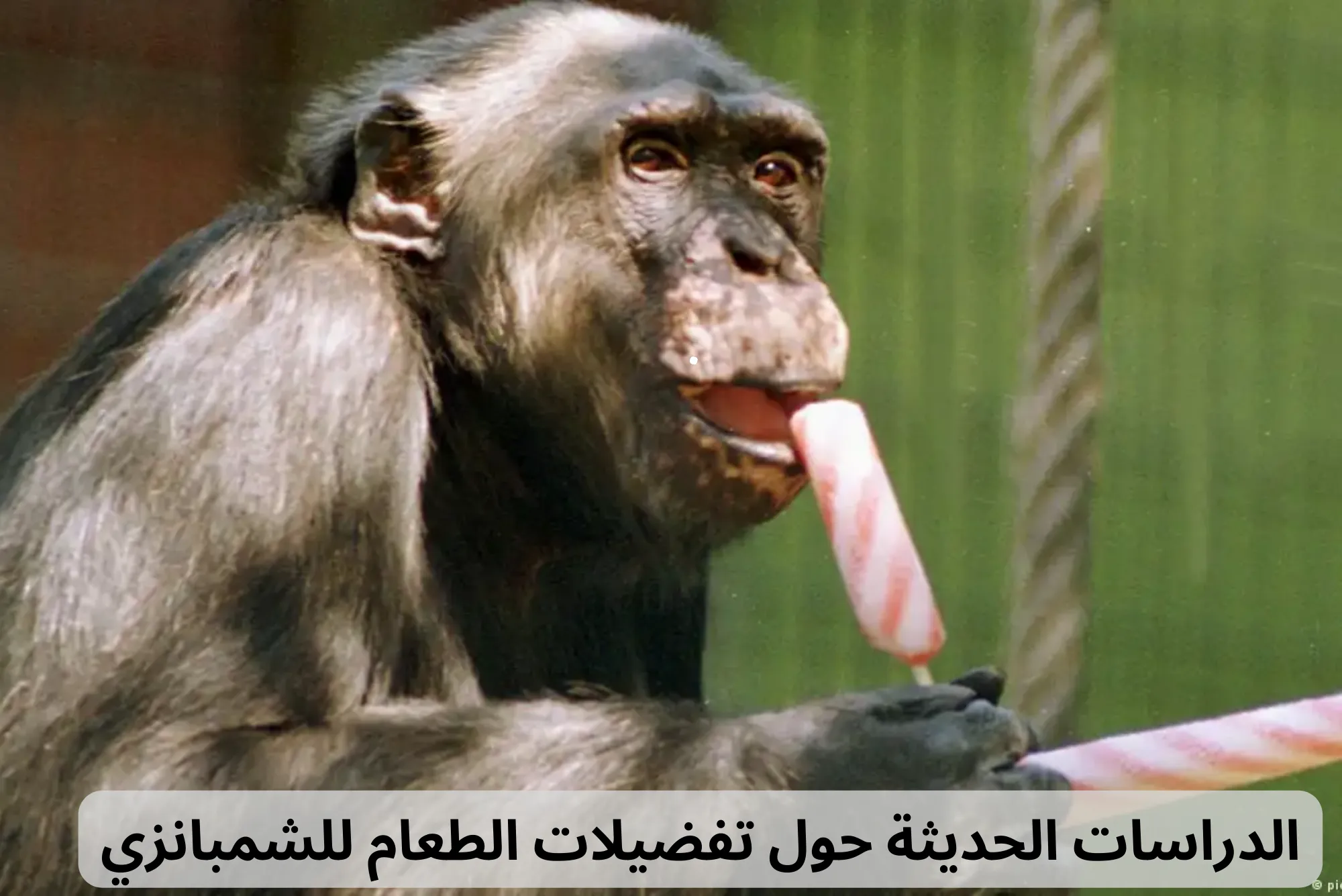 الطعام للشمبانزي