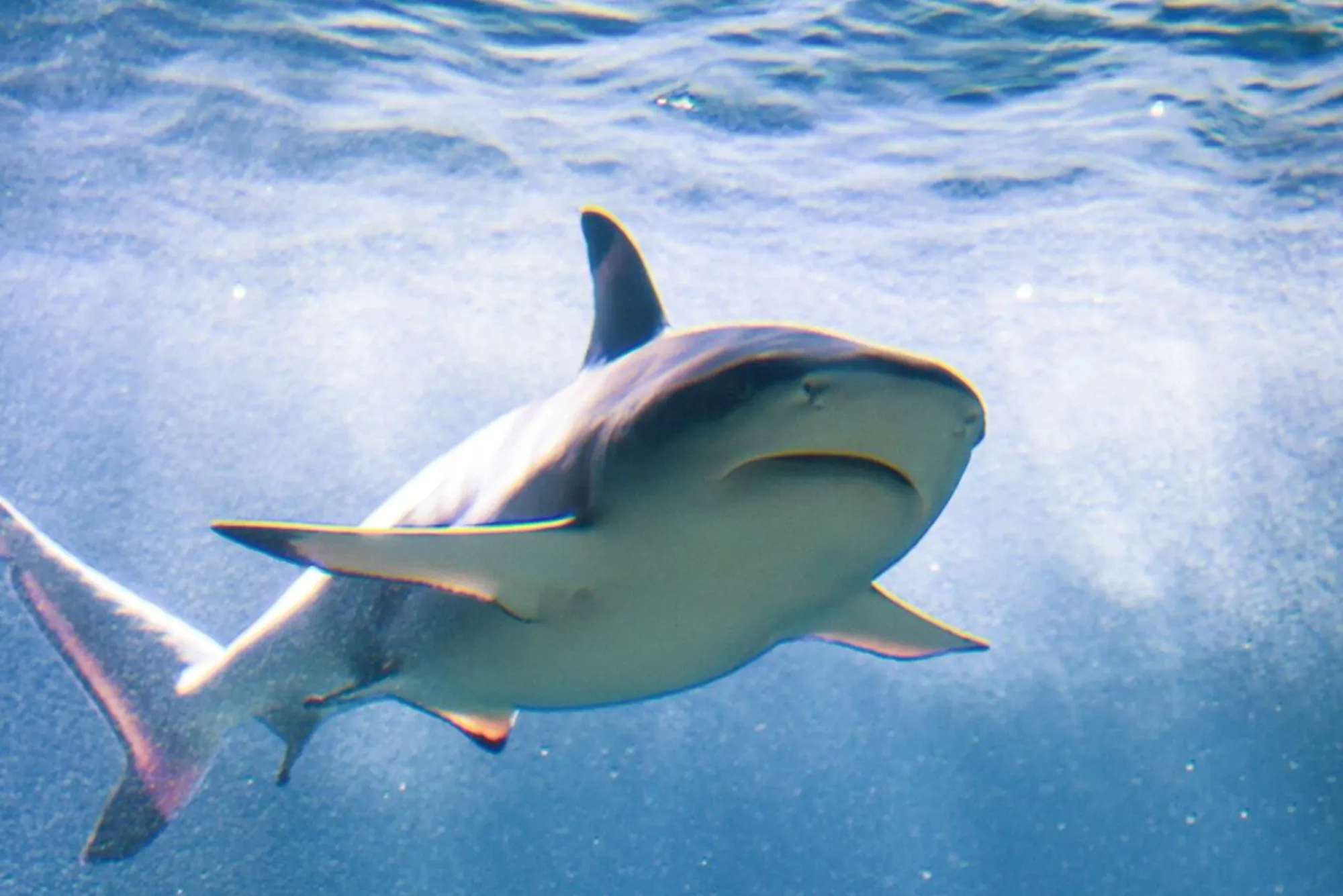 Pro Tips for Understanding Marine Population Studies