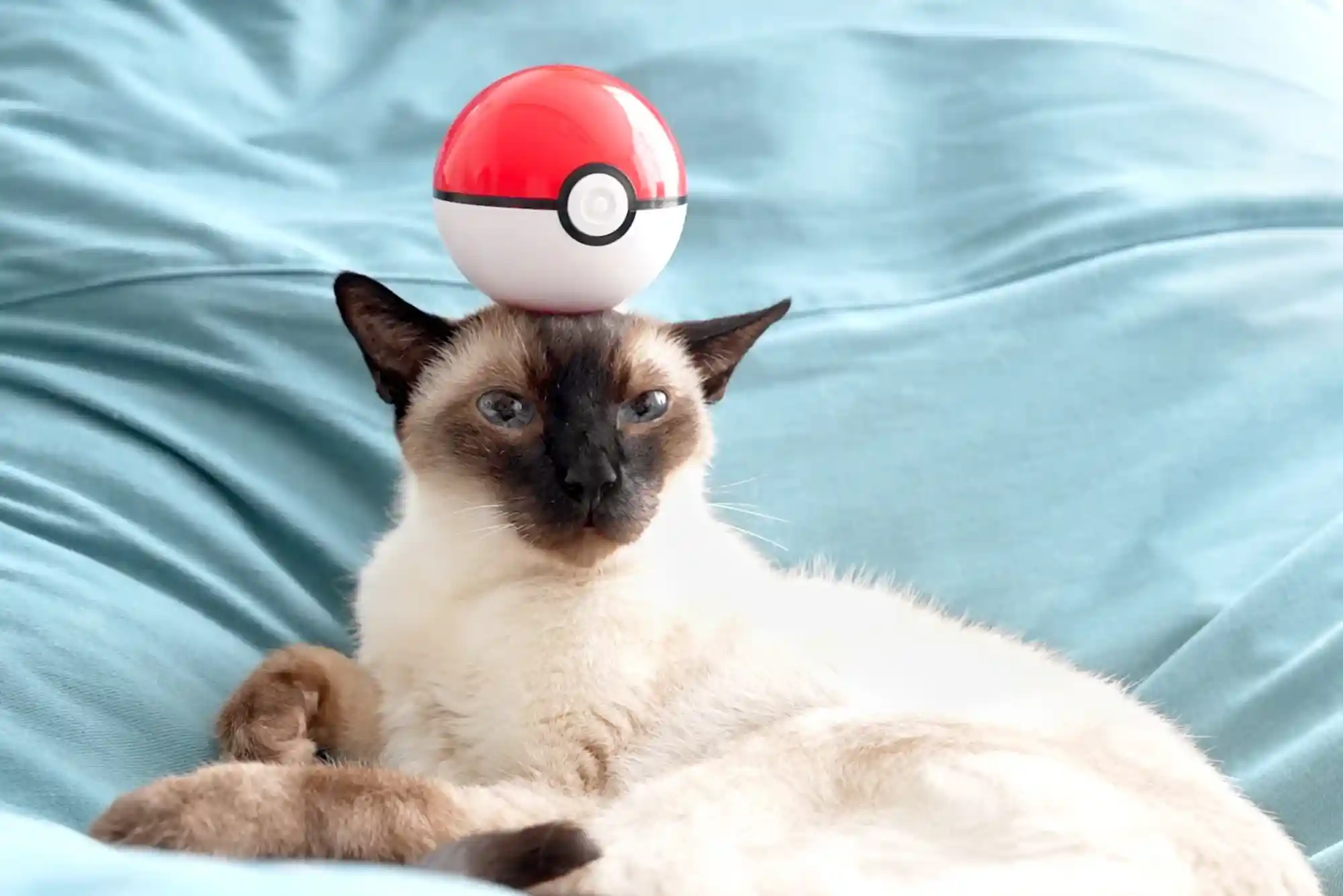 Feline Chronic Kidney Disease (CKD) Stage 3 & 4: Subcutaneous Fluids and Phosphorus Binders