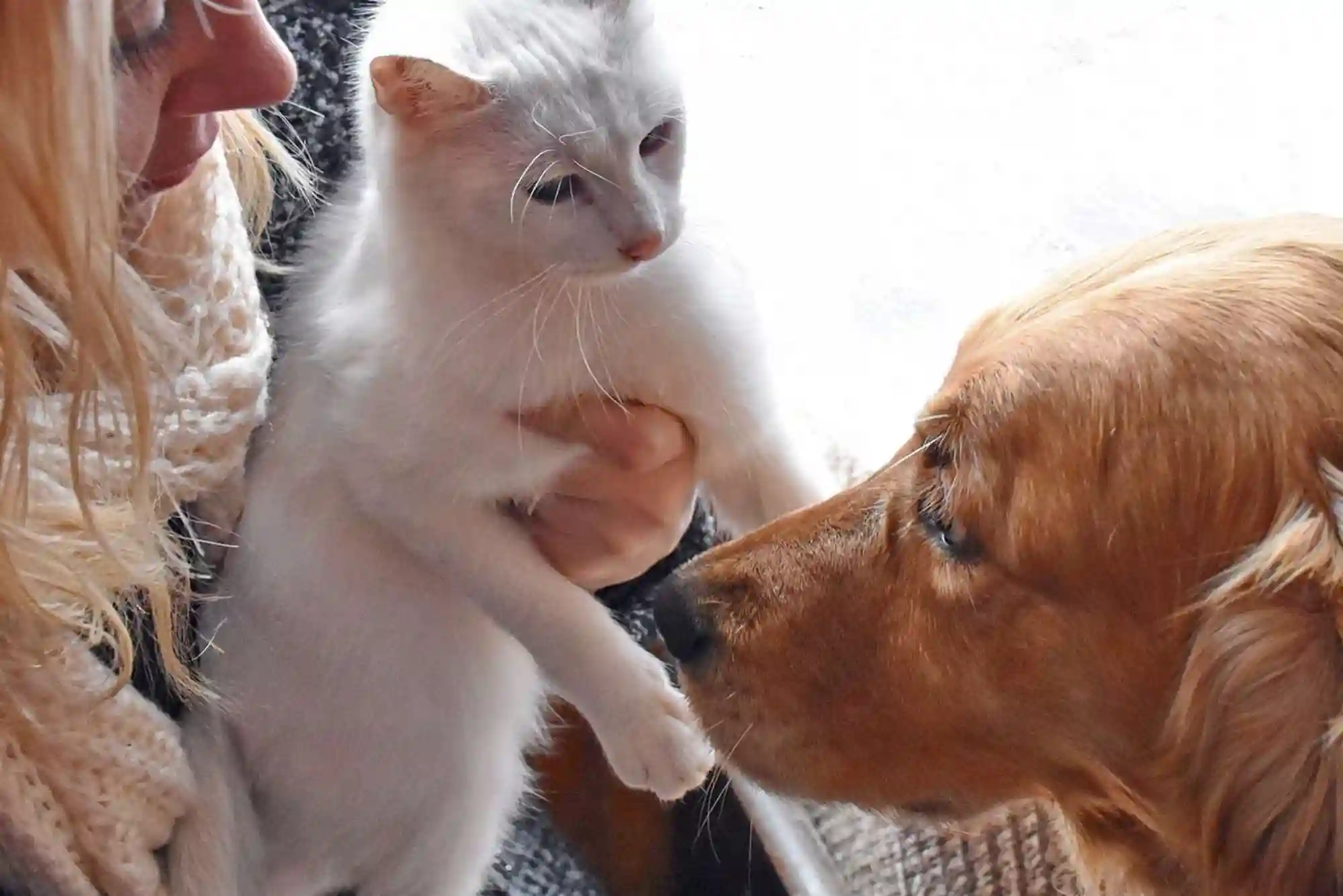 How to Introduce a New Cat to a Dog: Scent Swapping and Visual Barrier Protocols