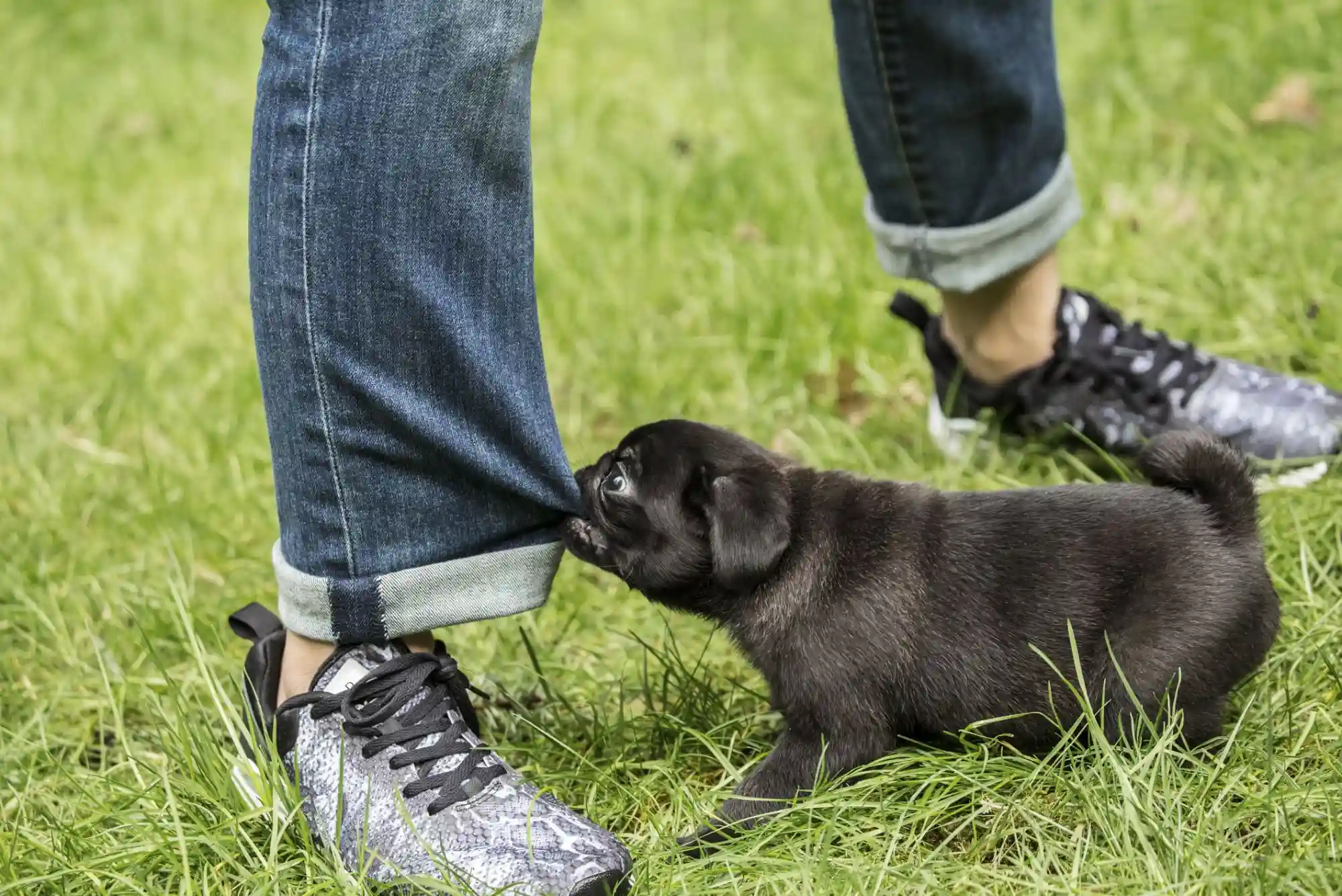 How to Stop a Puppy from Biting Ankles and Pant Legs During Walks